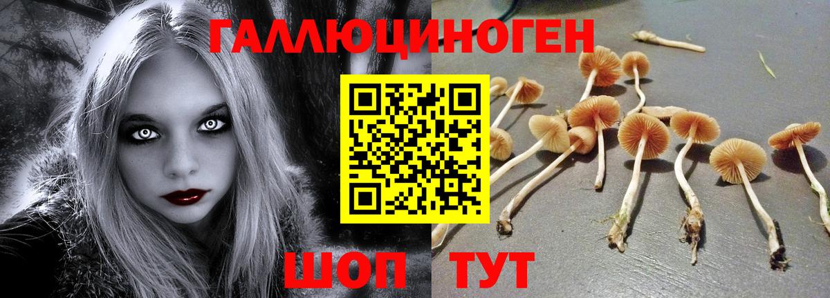 Псилоцибиновые грибы Cubensis Ступино